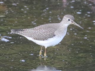 Solitary Sandpiper - 9/4/21, Mill St. © Bobby Brown