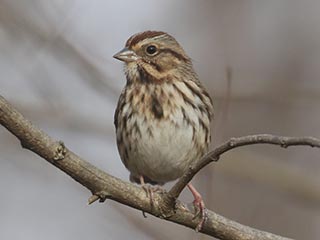 Song Sparrow - 11/17/21, Robert Porter Allen Natural Area © Bobby Brown