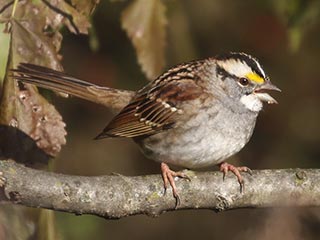 White-throated Sparrow - 11/7/21, Robert Porter Allen Natural Area © Bobby Brown