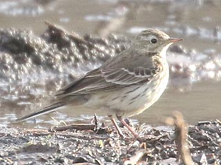 American Pipit - 3/28/21, Mill St. © Bobby Brown