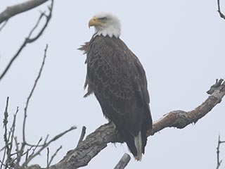 Bald Eagle - 5/25/21, Rose Valley Lake © Bobby Brown