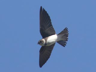 Bank Swallow - 5/12/21, Rose Valley Lake © Bobby Brown