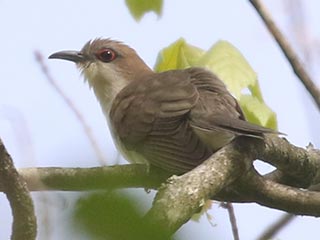 Black-billed Cuckoo - 5/9/21, SGL 252 © Bobby Brown
