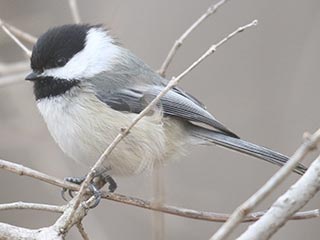 Black-capped Chickadee - 3/4/21, Mill St. © Bobby Brown