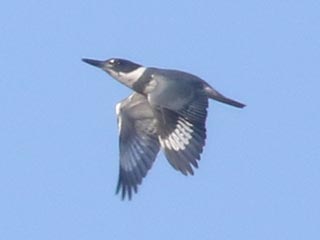 Belted Kingfisher - 3/20/21, Mill St. © Bobby Brown