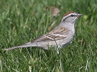Chipping Sparrow - 4/7/21, South Williamsport Park © Bobby Brown