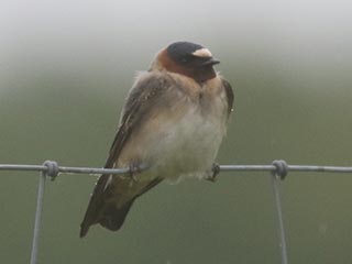 Cliff Swallow - 5/30/21, Mill St. © Bobby Brown