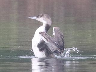 Common Loon - 5/26/21, Mill St. © Bobby Brown