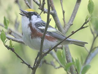 Chestnut-sided Warbler - 5/13/21, Williamsport Water Authority © Bobby Brown
