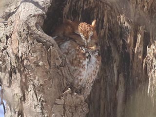 Eastern Screech-Owl - 3/5/21, Mill St. © Bobby Brown