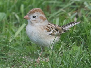 Field Sparrow - 4/20/21, Montoursville © Bobby Brown