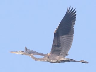Great Blue Heron - 5/11/21, Mill St. © Bobby Brown