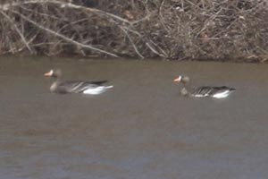 Greater White-fronted Geese - 3/3/21, Nisbet © Bobby Brown