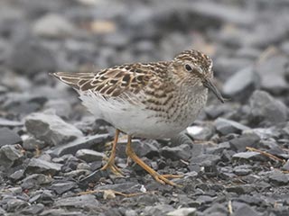 Least Sandpiper - 5/30/21, Rose Valley Lake © Bobby Brown