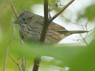 Lincoln's Sparrow - 5/14/21, Mill St. © Bobby Brown