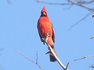 Northern Cardinal - 3/14/21, Mill St. © Bobby Brown
