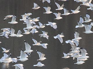 Ring-billed Gulls - 3/9/21, Williamsport Dam © Bobby Brown