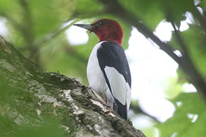 Red-headed Woodpecker - 5/16/21, Eldred Twp. © Bobby Brown
