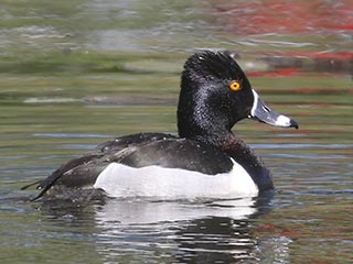 Ring-necked Duck - 5/14/21, Indian Park © Bobby Brown