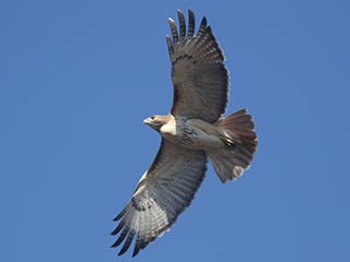 Red-tailed Hawk - 3/7/21, Mill St. © Bobby Brown