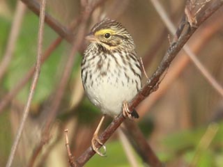 Savannah Sparrow - 5/18/21, Mill St. © Bobby Brown