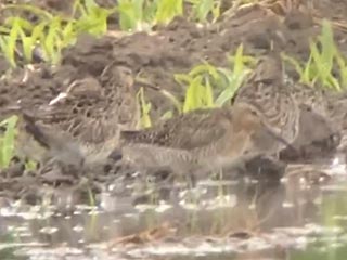 Short-billed Dowitchers - 5/29/21, Antes Fort © Bobby Brown