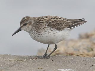 Semipalmated Sandpiper - 5/30/21, Rose Valley Lake © Bobby Brown