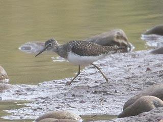 Solitary Sandpiper - 4/28/21, Mill St. © Bobby Brown