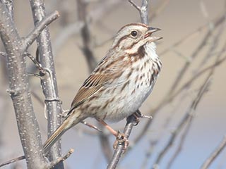 Song Sparrow - 3/27/21, Rose Valley Lake © Bobby Brown