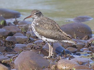 Spotted Sandpiper - 5/14/21, Mill St. © Bobby Brown