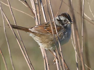 Swamp Sparrow - 5/12/21, Robert Porter Allen N.A. © Bobby Brown