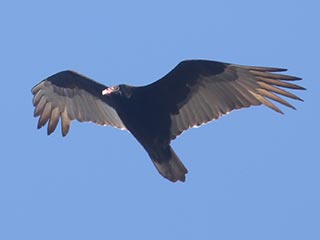 Turkey Vulture - 3/7/21, Montoursville © Bobby Brown