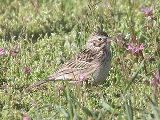 Vesper Sparrow - 4/22/21, Mill St. © Bobby Brown