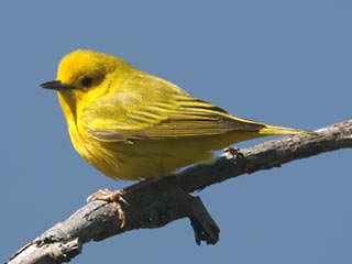 Yellow Warbler - 5/12/21, Rose Valley Lake © Bobby Brown