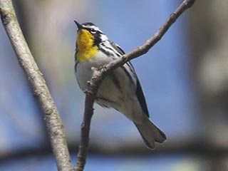 Yellow-throated Warbler - 4/24/21, Trout Run Park © Bobby Brown