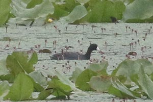 American Coot - 7/1/21, Rose Valley Lake © Bobby Brown