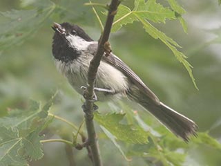 Black-capped Chickadee - 6/8/21, Rose Valley Lake © Bobby Brown