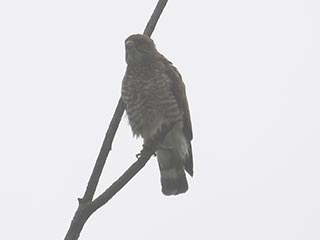 Broad-winged Hawk - 7/12/21, Mill St. © Bobby Brown