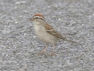 Chipping Sparrow - 6/10/21, Rose Valley Lake © Bobby Brown