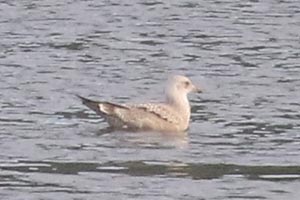 Herring Gull - 7/18/21, Williamsport Dam © Bobby Brown