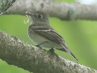 Least Flycatcher - 6/8/21, Rose Valley Lake © Bobby Brown