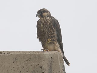 Peregrine Falcon - 6/12/21, Williamsport Dam © Bobby Brown