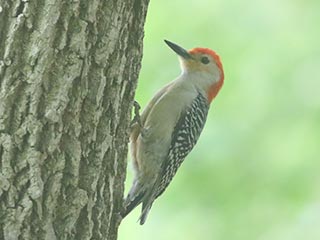 Red-bellied Woodpecker - 6/7/21, Canfield Island © Bobby Brown