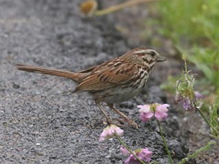 Song Sparrow - 7/1/21, Rose Valley Lake © Bobby Brown