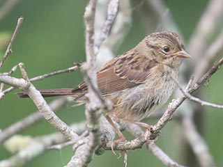Swamp Sparrow - 7/20/21, Rose Valley Lake © Bobby Brown