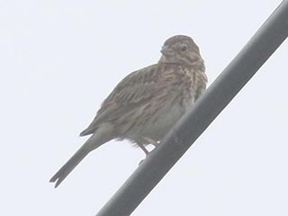Vesper Sparrow - 7/17/21, near Elimsport © Bobby Brown