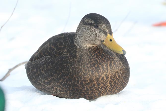 American Black Duck - 12/21/22, Indian Park © Bobby Brown