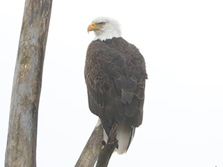 Bald Eagle - 1/6/23, Rose Valley Lake © Bobby Brown