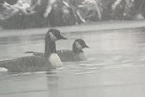 Cackling Goose (with Canada Goose) - 12/11/22, Rose Valley Lake © Bobby Brown
