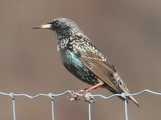 European Starling - 1/28/23, Mill St. © Bobby Brown